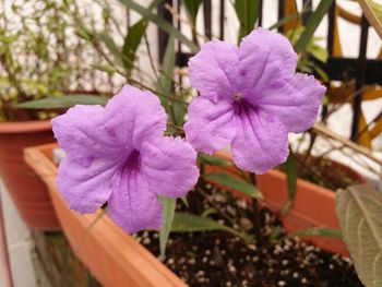 Close-up of purple flowers