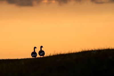 Silhouette of two birds on land