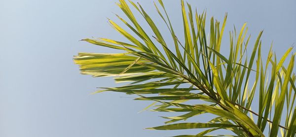 Close-up of fresh plant against clear sky