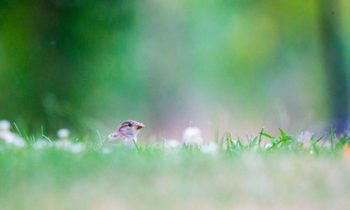 Close-up of a bird on grass