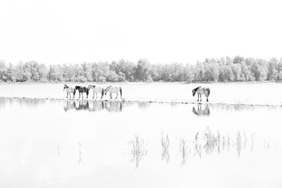 View of horse in lake against clear sky