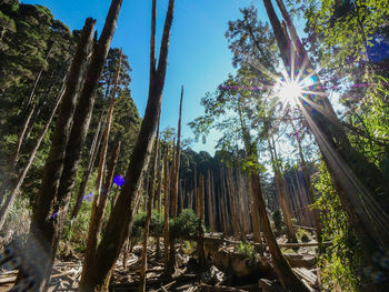 Low angle view of sunlight streaming through trees in forest