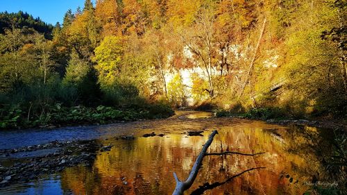Trees in forest during autumn