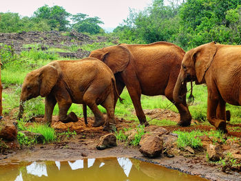 View of elephant drinking water