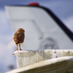 View of bird perching