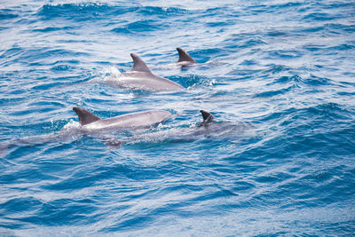 View of fish swimming in sea