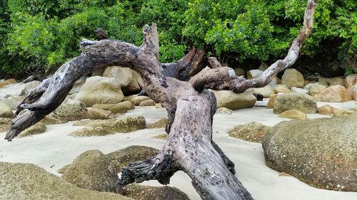 Close-up of tree trunk by rocks