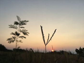 Silhouette plant against clear sky at sunset