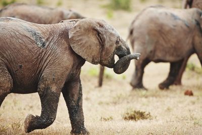 Close-up of plant on field