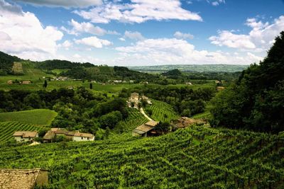 Scenic view of agricultural field against sky