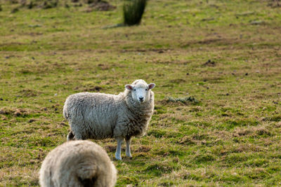 Sheep standing in a field