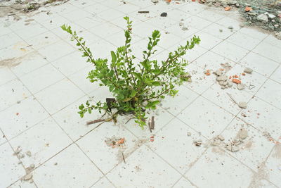 High angle view of flowering plant on tiled floor