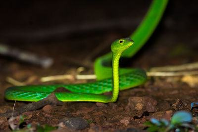 Close-up of green lizard on land