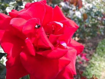 Close-up of red flowers blooming outdoors