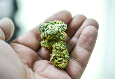 Close-up of hand holding marijuana