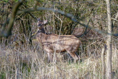 View of deer in forest