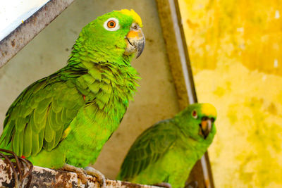 Close-up of parrot perching in cage