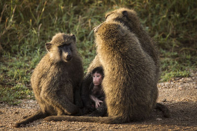 Monkey sitting in a field