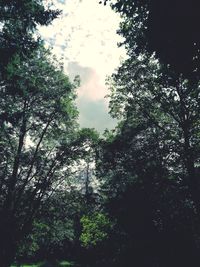 Low angle view of trees in forest against sky