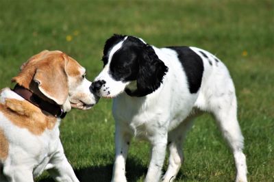 Two dogs on a field