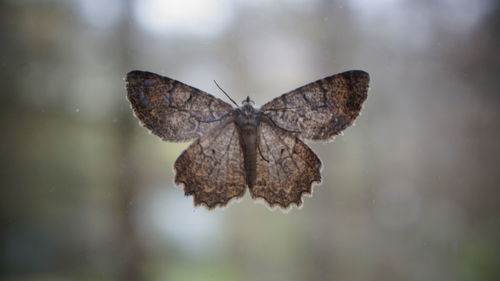 Close-up of a moth with spread wings