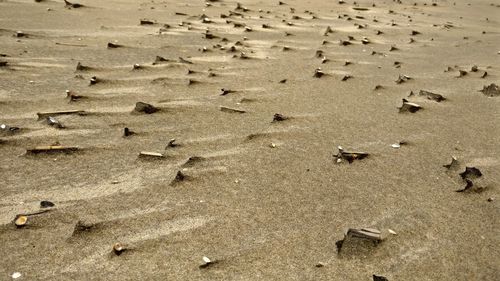 Close-up of crab on sand at beach