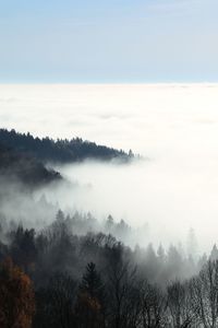 Trees amidst cloudscape against sky during foggy weather