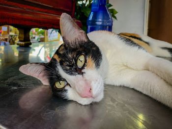 Close-up portrait of a cat