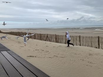 View of seagulls on beach