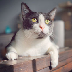 Close-up portrait of a cat