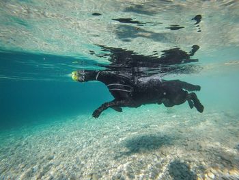 View of turtle swimming in sea