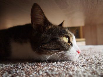 Close-up of cat resting on rug under bed