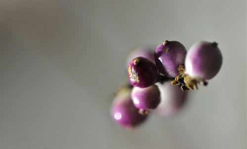 Close-up of purple fruit against white background