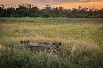 Horse grazing on grassy field