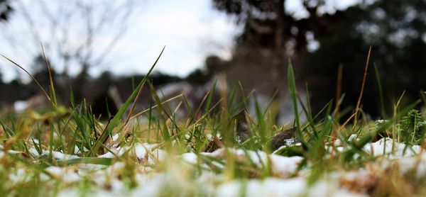 Close-up of grass growing on field