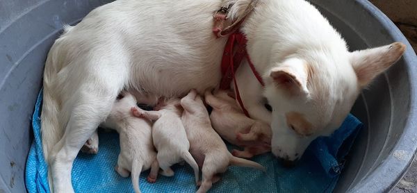 High angle view of puppy sleeping