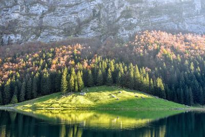 Scenic view of lake in forest