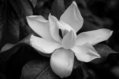 Macro shot of white flower