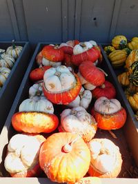 High angle view of pumpkins