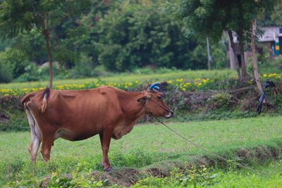 Horse standing in a field