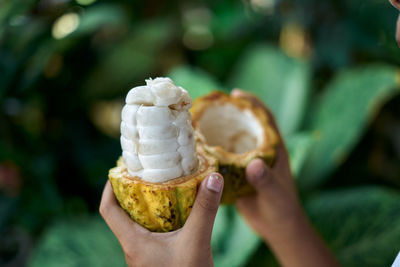 Hand holding fresh cocoa fruit