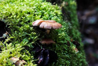 Close-up of mushroom growing on rock