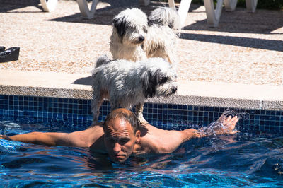 Dog standing on man in swimming pool