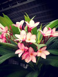 Close-up of pink frangipani blooming outdoors