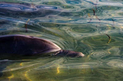 Close-up of turtle swimming in water