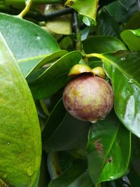 Close-up of apples growing on tree