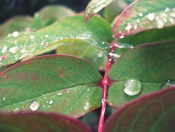 Close-up of water drops on plant