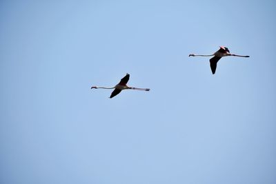 Low angle view of birds flying in sky