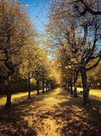 Road passing through a forest