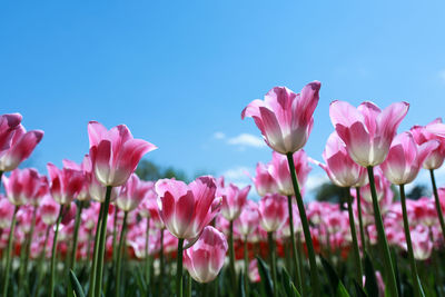 Close-up of pink flowers blooming against sky